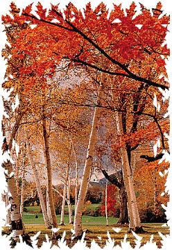 Vermont birches