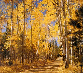 Flagstaff, Arizona, a road lined with golden leaves
