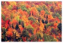 Autumn scene from The Weather Channel