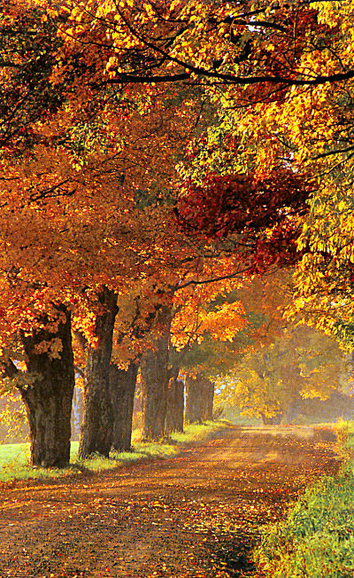 Trees in the mist