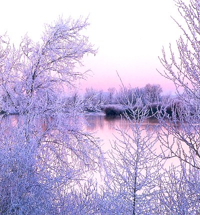 Idaho, snow covered trees around a lake