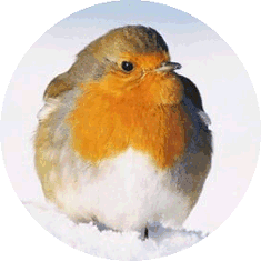 English robin in snow by Neil Smith
